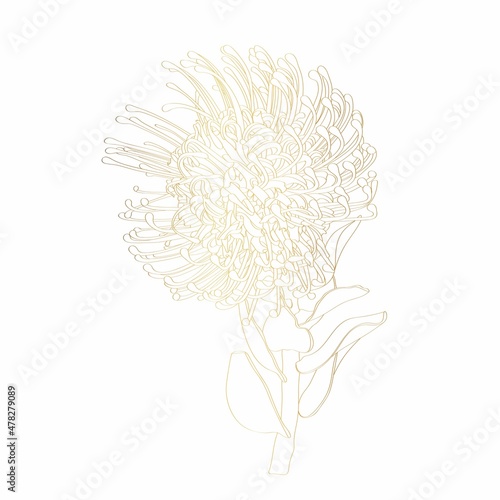 Leucospermum protea golden outline on white background. Spring summer flowers design element.