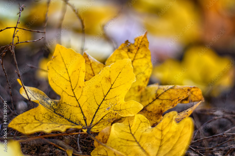 yellow autumn leaves yellow autumn leaves