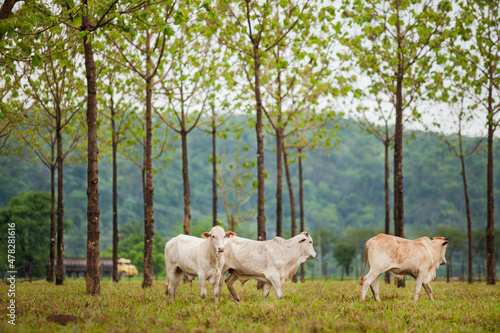 Cows in a rural paddock on straw with eucalyptus inside a farm in Brazil.