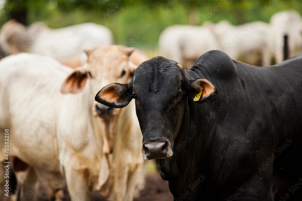Cows in a rural paddock on straw with eucalyptus inside a farm in Brazil. Cows in a rural paddock on straw with eucalyptus inside a farm in Brazil.