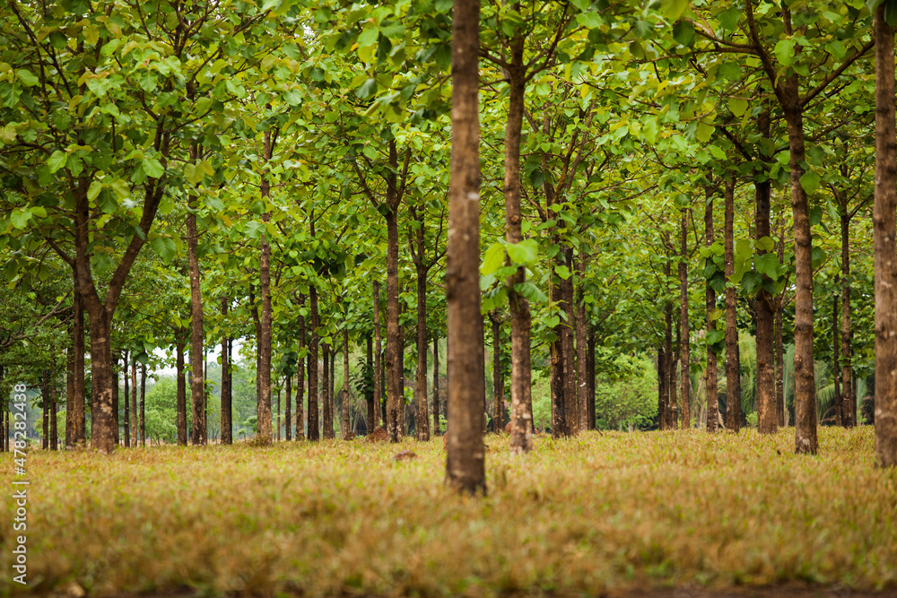 Cows in a rural paddock on straw with eucalyptus inside a farm in Brazil.