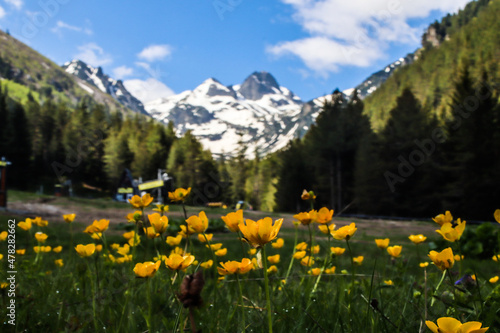 A view of Malyovitsa peak in Rila Mountain, Bulgaria. Snowy mountain top in a sunny summer day with yellow flowers in the foreground