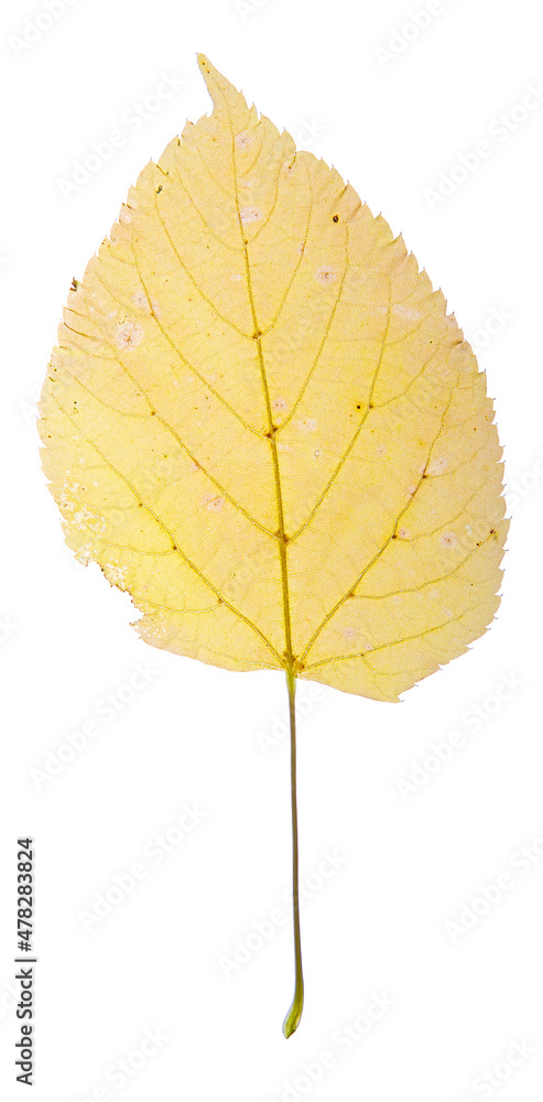 Yellow birch leaf Yellow birch leaf
