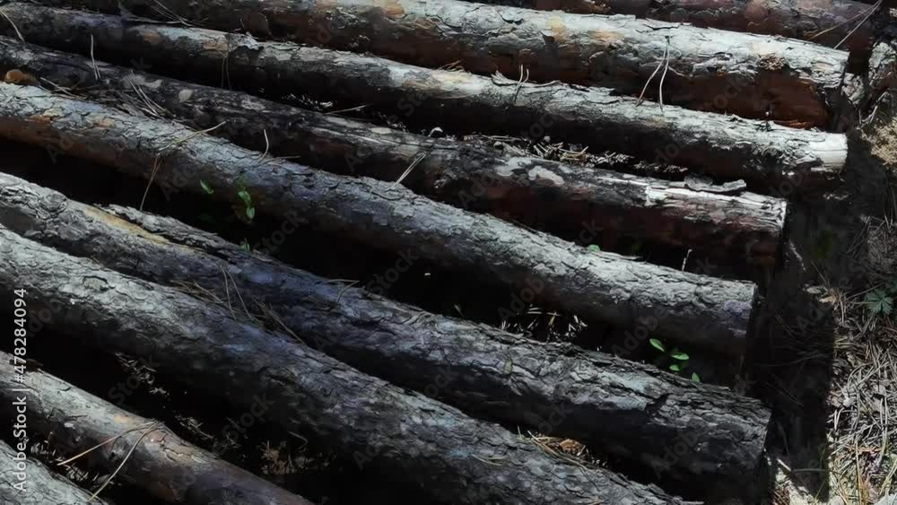 Forest wood ground. Pine nature texture. Outdoor ecosystem. Moving slow motion video. Grunge wild plant. Fresh flora landscape. Travel local concept. Altay hiking Forest wood ground. Pine nature texture. Outdoor ecosystem. Moving slow motion video. Grunge wild plant. Fresh flora landscape. Travel local concept. Altay hiking