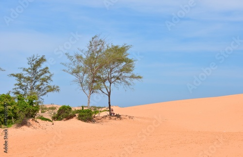 Red Sand Dunes Landscape with Small Trees, Mui Ne, Vietnam