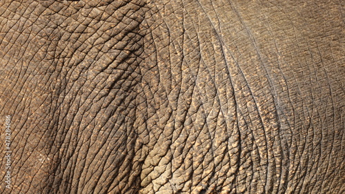 Elephant skin background. Selective focus