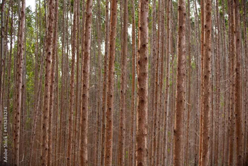 Eucalyptus Forest. Eucalyptus planting for cutting in Brazil