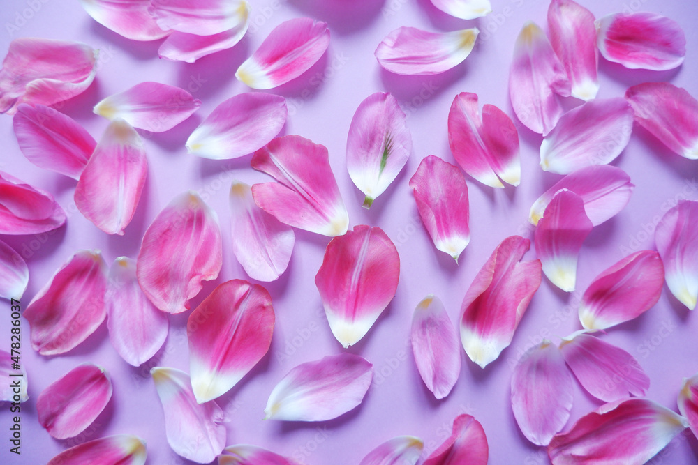 Pink petals on purple background. Floral background for Women's day, Mother's day and Spring time. 