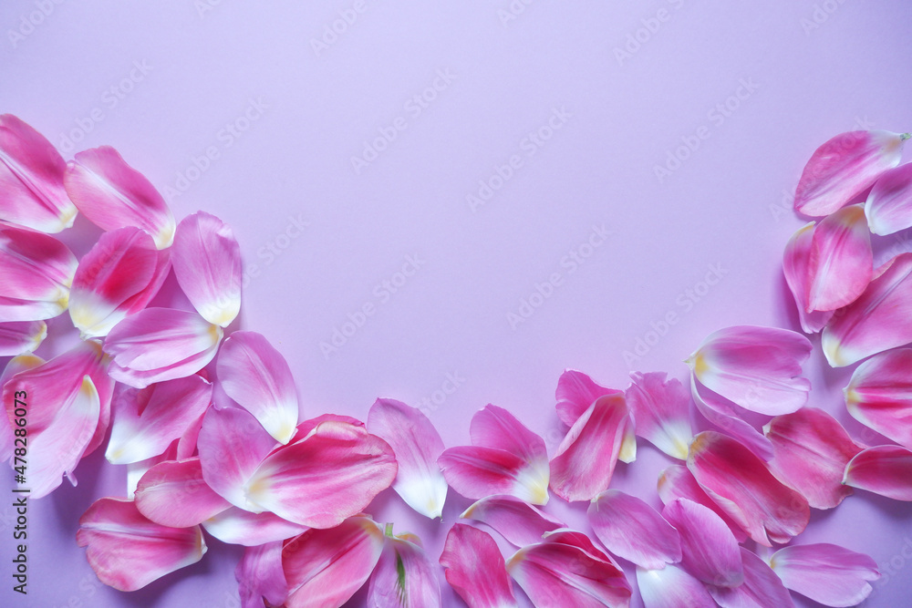 Pink petals on purple background. Floral background for Women's day, Mother's day and Spring time. 