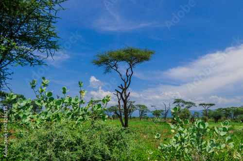 Panoramic View to the Green Trees and Mountains under Cloudy Blue Sky of the Omo River Valley  Ethiopia