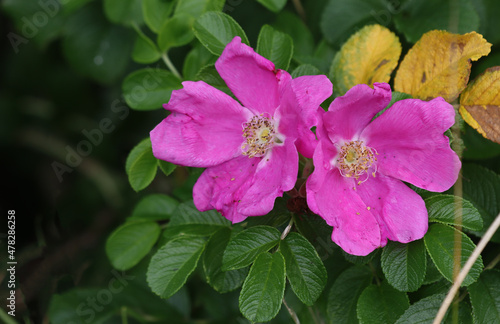 Blooming wild rosehip plant. © tangoas