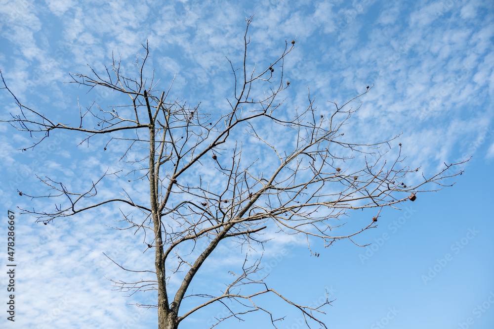 Dry trees under blue sky and white clouds Dry trees under blue sky and white clouds