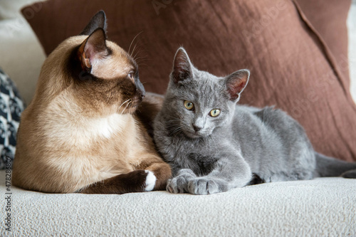 Gato azul ruso apoyado en gato siamés