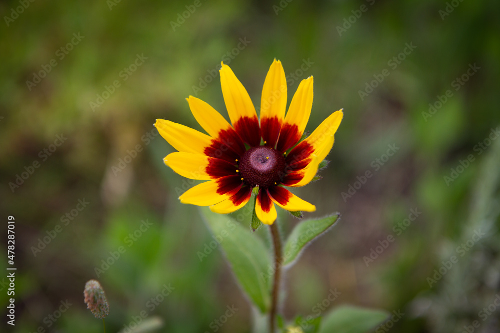 Fototapeta premium Macro shot flower