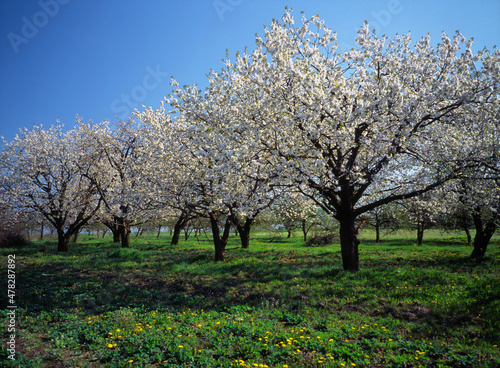 flowering fruit tree in the orchard