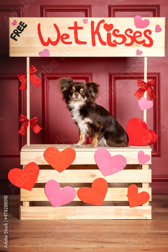 chihuahua dog in a kissing booth photo