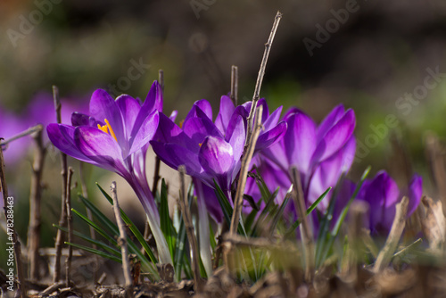 Beautiful crocuses spring first oniony. Group of blooming purple flowers, good for greeting postcard.