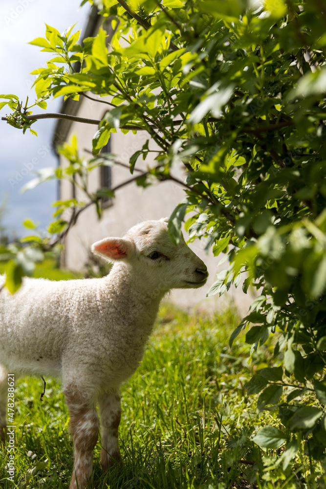 Lamb eating leaves Lamb eating leaves