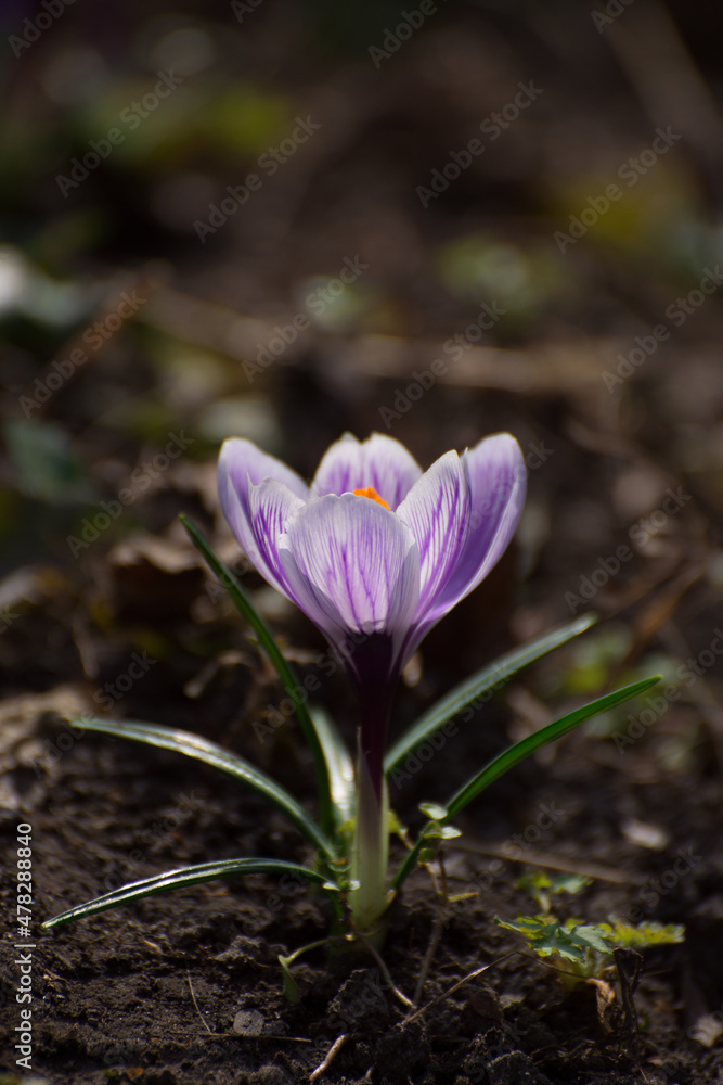 Beautiful crocuses spring first oniony. Group of blooming purple flowers, good for greeting postcard. Beautiful crocuses spring first oniony. Group of blooming purple flowers, good for greeting postcard.
