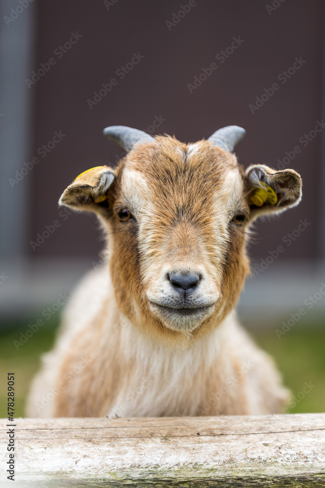 Goat smiling Goat smiling