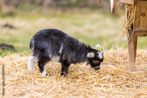 Goat kid in straw photo