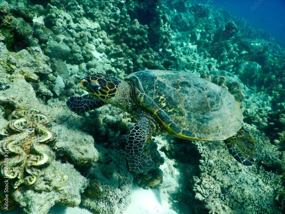 a picture of a turtle swimming in the ocean. it was taken in Madagascar during a snorkeling. a picture of a turtle swimming in the ocean. it was taken in Madagascar during a snorkeling.