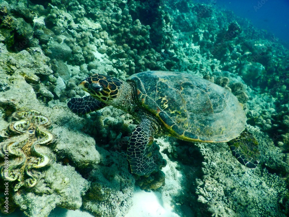 a picture of a turtle swimming in the ocean. it was taken in Madagascar during a snorkeling.