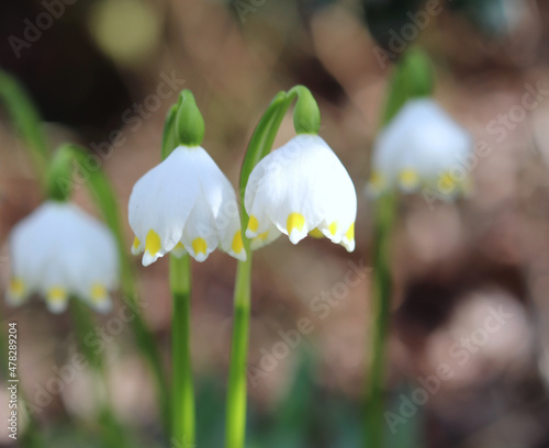 Nature background.Beautiful leucojum vernum flowers on the first spring day. This flower indicates that spring season is coming. It is typical for this time of the year. Blurred background. © avoferten