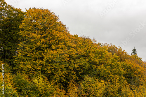 Colorful autumn trees