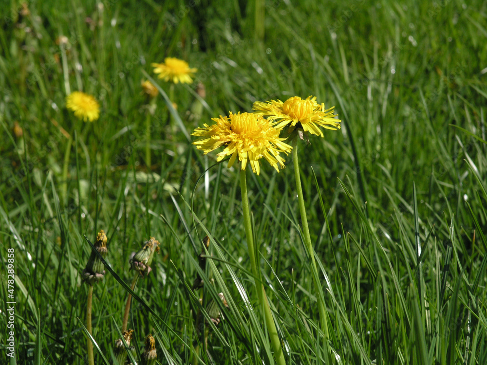 dandelions in the grass in the meadow dandelions in the grass in the meadow