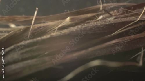 hemp plant fibers