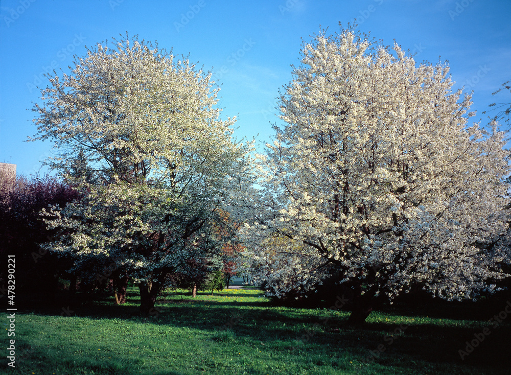 flowering fruit tree in the orchard