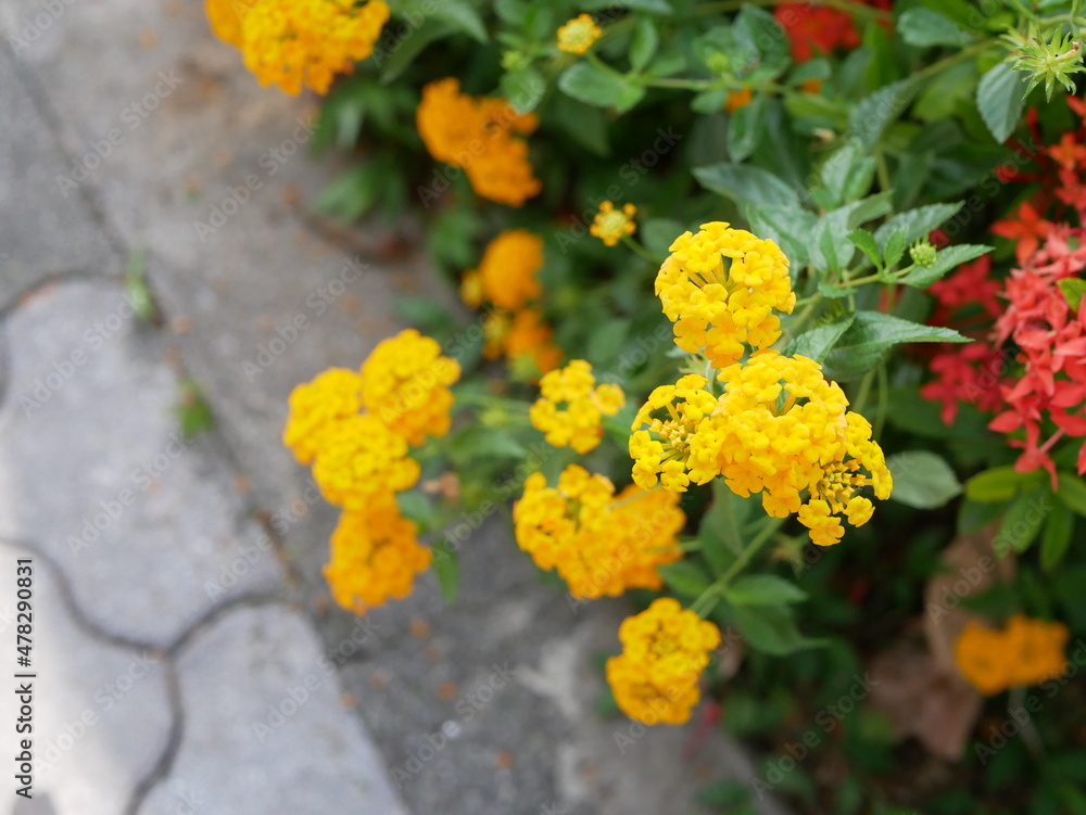 沖縄の歩道脇に咲く黄色の花ランタナ