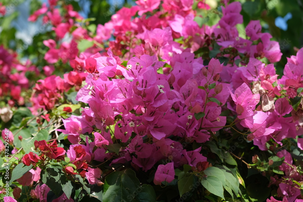 Obraz premium 植物