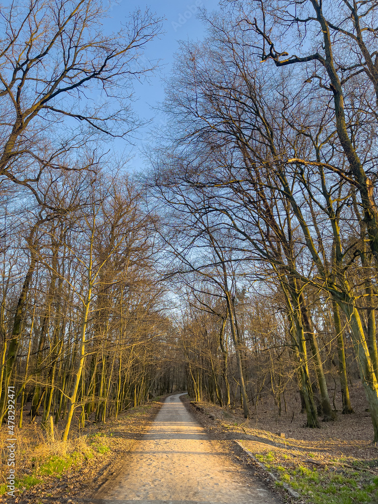 Beautiful hiking trail in spring forest outside Beautiful hiking trail in spring forest outside