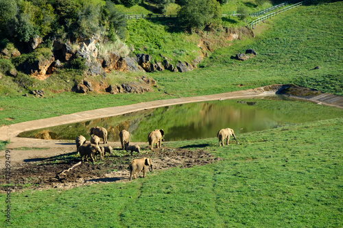 Photography African elephants around a lake in the Cabarceno Nature Park, Cantabria