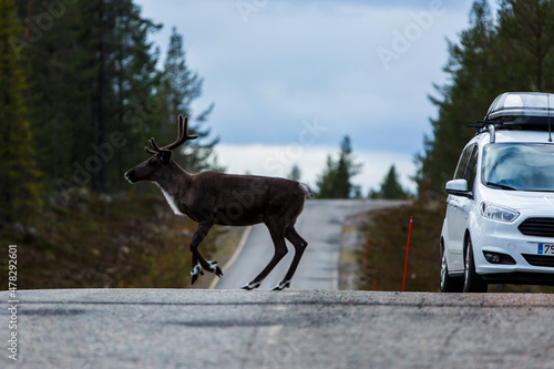 Reindeers in Autumn in Lapland, Northern Finland. Europe