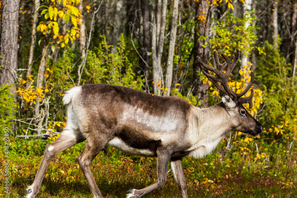 Reindeers in Autumn in Lapland, Northern Finland. Europe Reindeers in Autumn in Lapland, Northern Finland. Europe