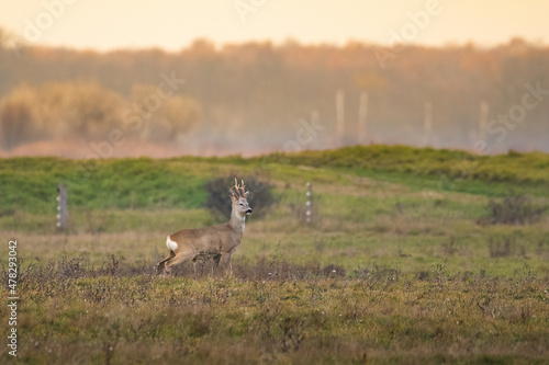 Fototapeta Naklejka Na Ścianę i Meble -  Roe deer buck on the field