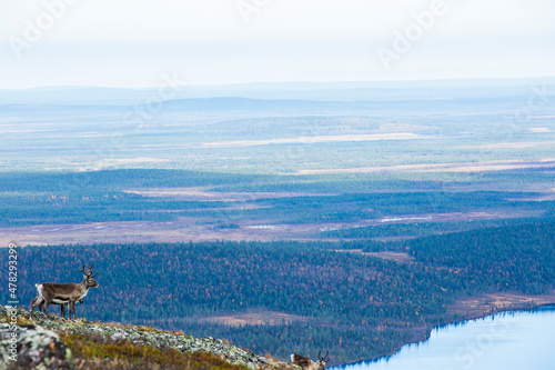 Reindeers in Yllas Pallastunturi National Park, Lapland, northern Finland photo