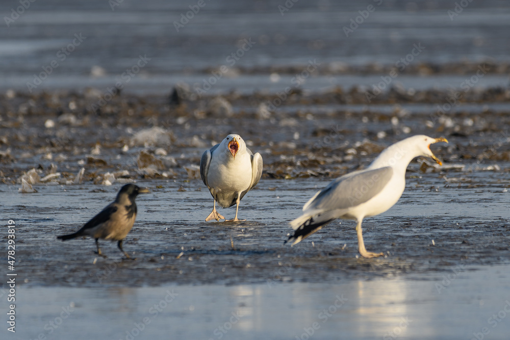 Fototapeta premium Yellow-legged gull - Larus michahellis