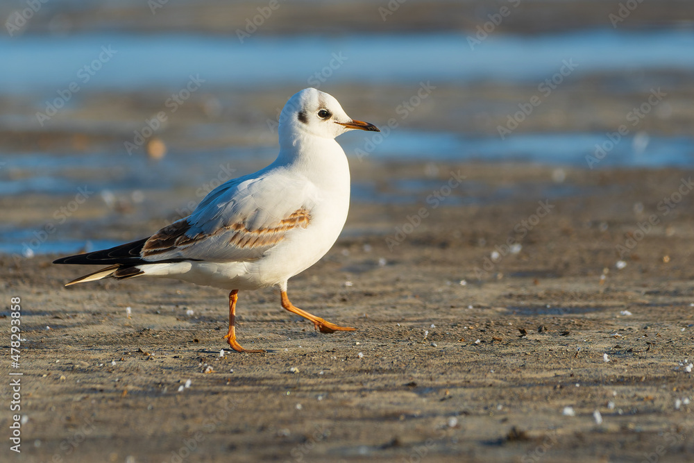 Yellow-legged gull - Larus michahellis Yellow-legged gull - Larus michahellis