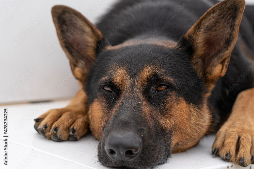 german shepherd lying on a bench german shepherd lying on a bench