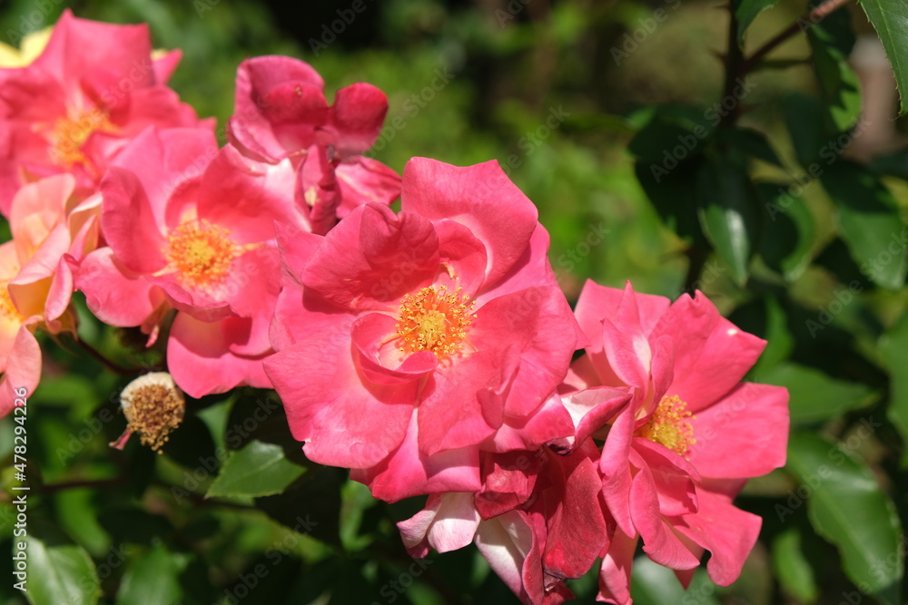 Obraz premium 薔薇