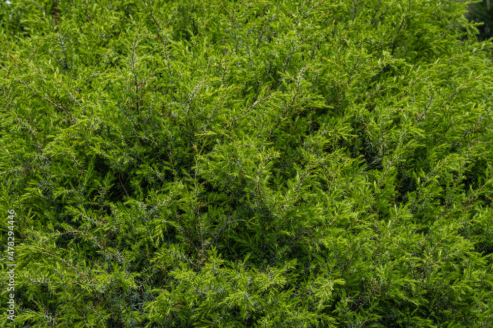 Foliage texture of Common juniper against blurred green background. Blurred background. Close-up of needles on branches of juniper. Selective focus. Nature concept for spring design. Foliage texture of Common juniper against blurred green background. Blurred background. Close-up of needles on branches of juniper. Selective focus. Nature concept for spring design.