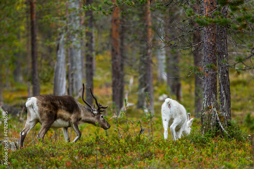 Reindeers in Autumn in Lapland  Northern Finland. Europe