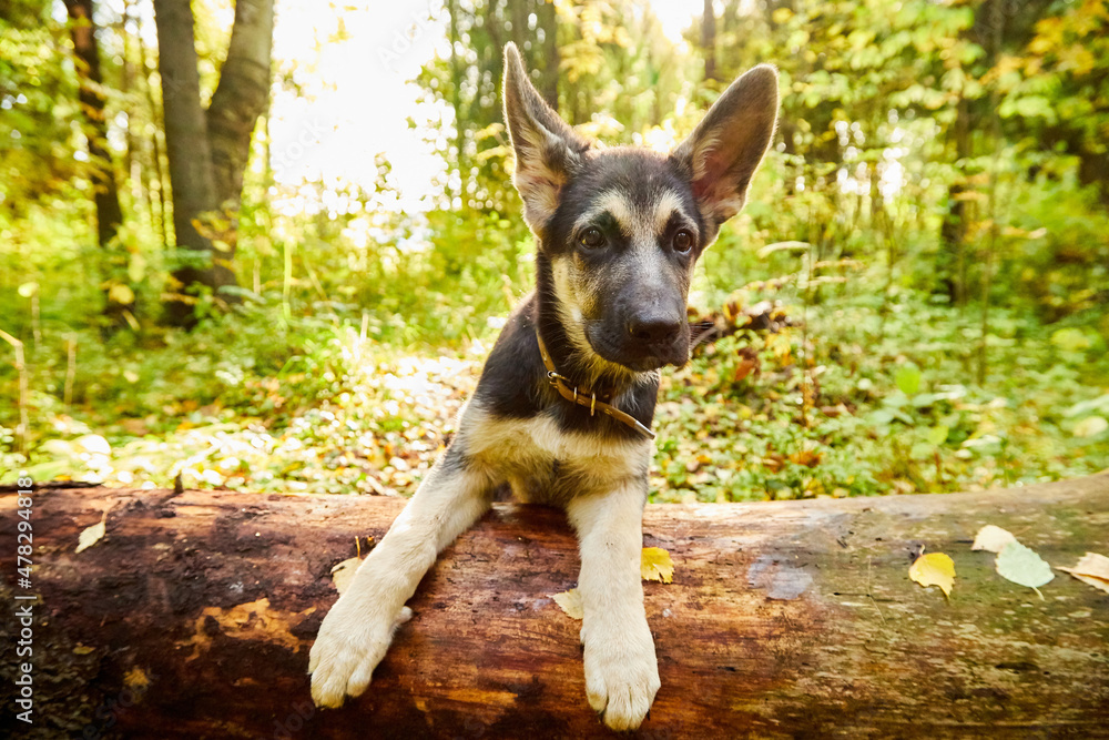 Dog German Shepherd in a forest in an autumn day