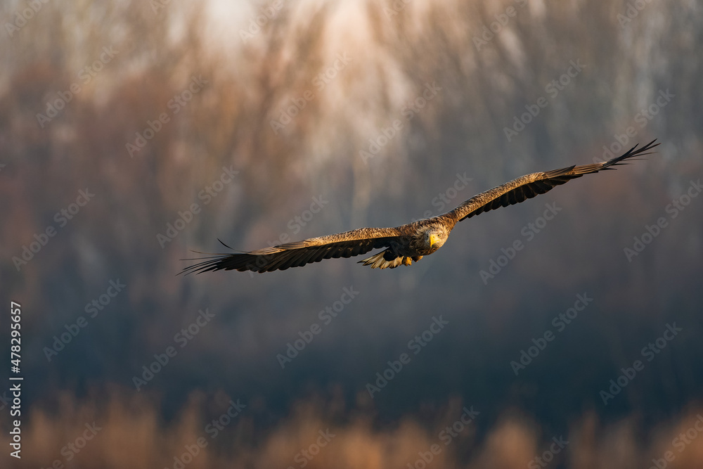 White-tailed eagle flying over the lake White-tailed eagle flying over the lake