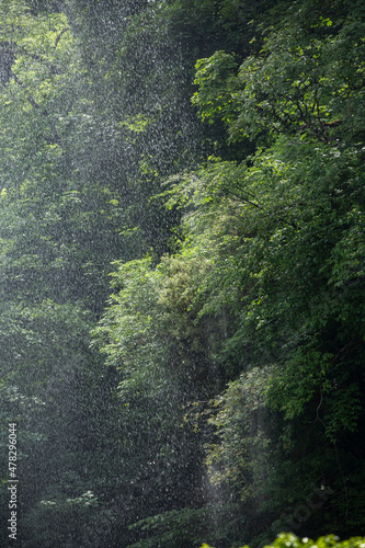 rain backlit against the green trees of a forest Devon uk 