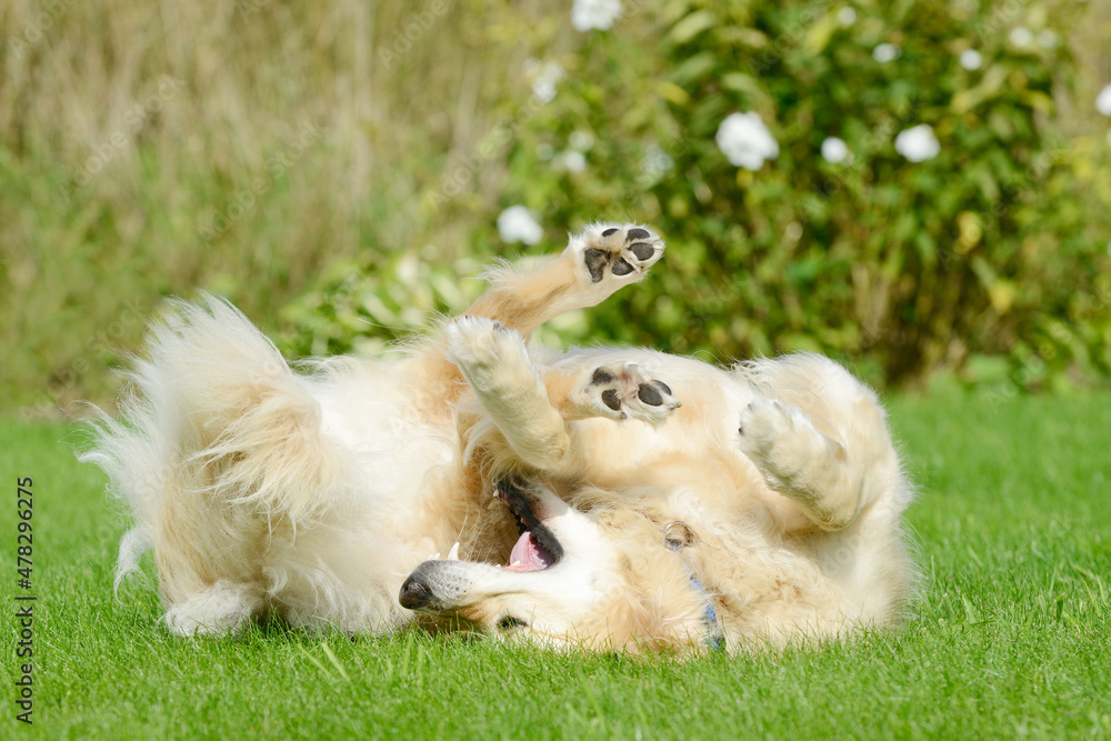 funny dog, golden retriever lying on meadow in the garden funny dog, golden retriever lying on meadow in the garden